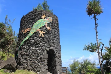 Gecko PFANDO