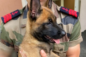 Police nationale : les chiots de Bella ont bien grandi 