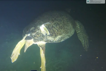 L'une des deux seules tortues qui pondent à La Réunion risque de mourrir