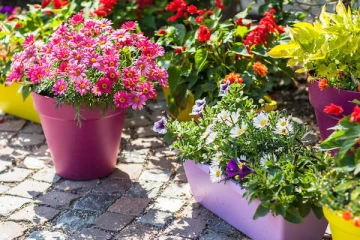 Coucours Jardins et balcons fleuris 