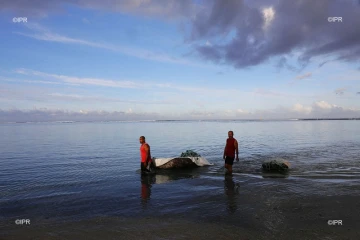 Requin sédentarisé dans le lagon 