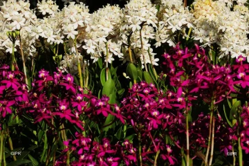 Flore et halle 2018