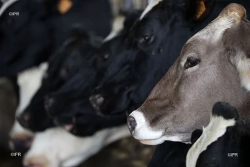 vaches en étable 