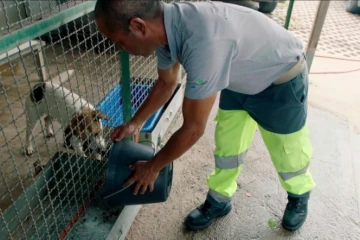 Réouverture de la fourrière animal