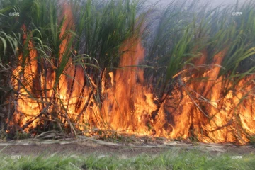 feu de canne 