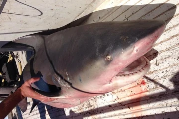 Requin bouledogue