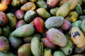 Marché forain du Port - jeudi 13 décembre 2018