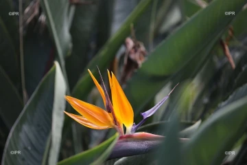 fleur de perroquet 