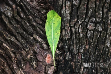 arbre et feuille 