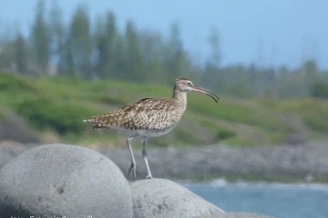 Oiseaux migrateurs 