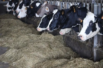 vaches en étable 