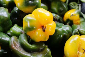 Fruits et légumes
