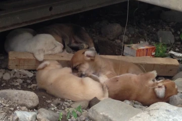 Une chienne et ses chiots en danger à Sainte-Clotilde