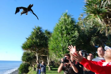 Petrel noir 
