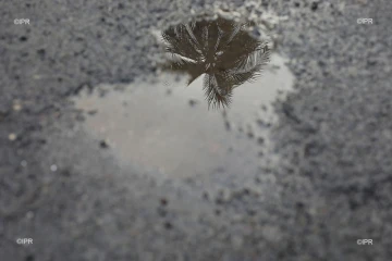 pluie