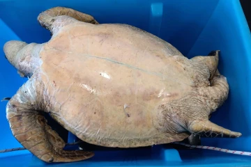 Kélonia : le cadavre d'une tortue verte récupéré au large du Cap Lahoussaye