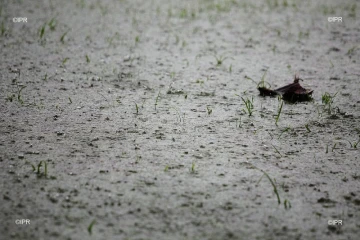 Pluie