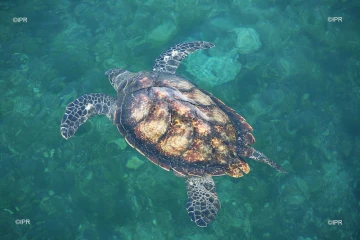 Tortue parrainage 