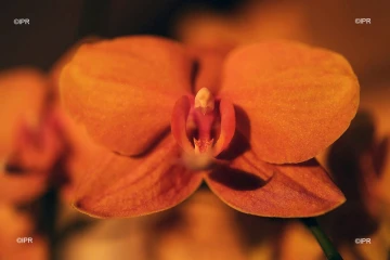 Orchidées,