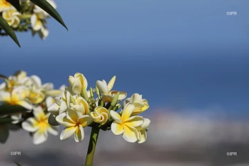 frangipaniers