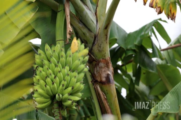 Bananes 