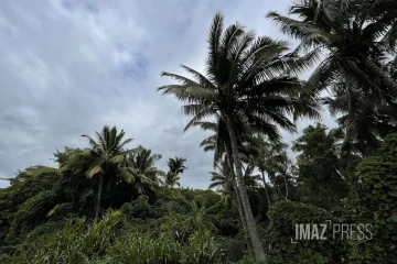 nuages et cocotiers