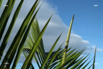 météo réunion 