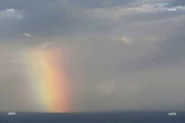 canne à sucre 