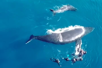 Baleine Méréva Agressive