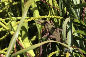 Lézard Agama 