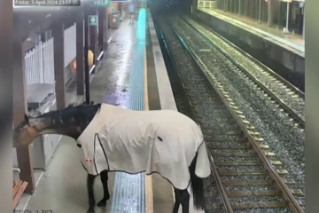 Australie : un cheval retrouvé sur un quai de gare en pleine nuit