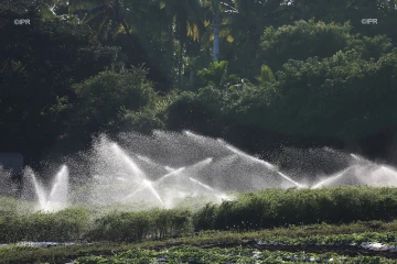 Irrigation 