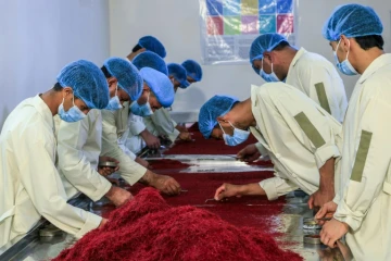 Des employés afghans trient du safran, le 23 juillet 2024, dans une entreprise de Herat 