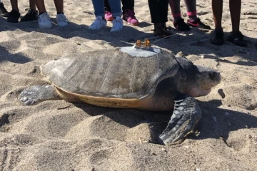 La tortue olivâtre Nesta a été relâchée dans la mer