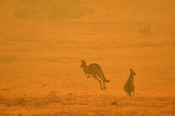 Des kangourous dans la fumée d'un feu de forêt près de Cooma, le 4 janvier 2020 en Australie