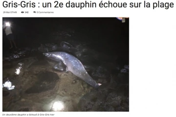 Maurice : deux dauphins s'échouent sur une plage