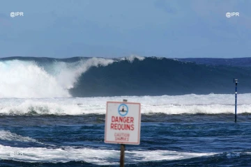 Panneaux  danger requins.