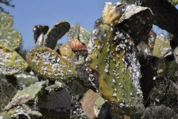 En Afrique du Nord, les précieuses figues de barbarie décimées par un insecte