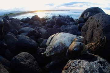 Tortue verte, échouage, morte, cadavre, Kélonia, Pointe du Diable