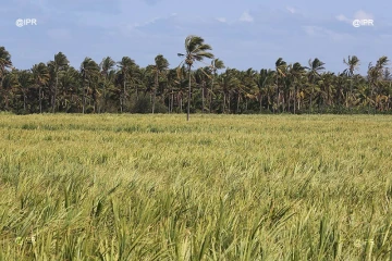 Cocotiers 