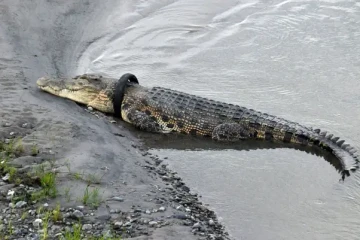 Un crocodile a été libéré du pneu dans lequel son cou était coincé depuis six ans
