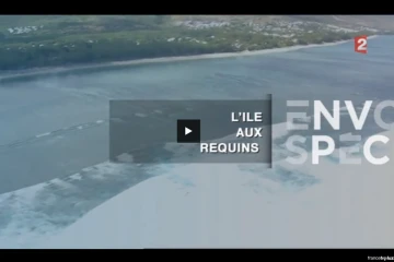 Reportage requins