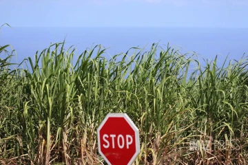 canne à sucre 