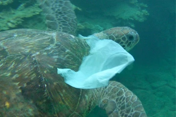 tortue plastique 