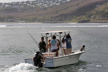 Mercredi 8 août 2012 - Les opérations de marquage de requins menées par l\'IRD ont repris dans l\'Ouest