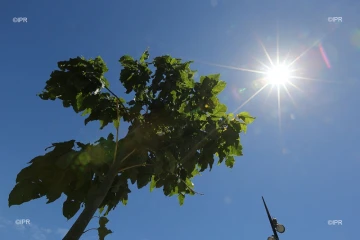 météo réunion 