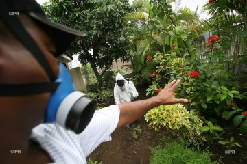 Chikungunya