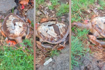 Saint-Denis: une tortue verte empaillée retrouvée dans le quartier du Chaudron