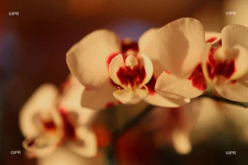 Orchidées,