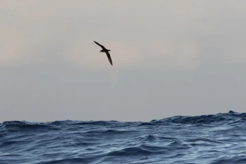 Exceptionnel : un Pétrel noir de Bourbon surpris en pleine mer